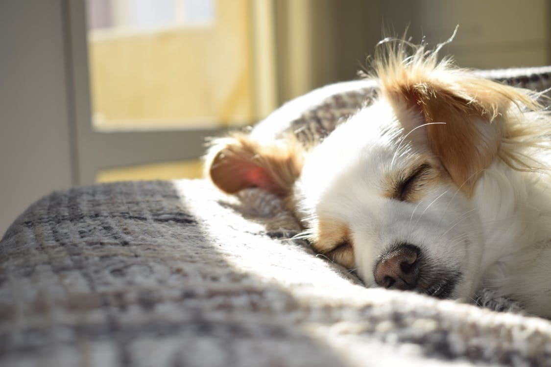 pet fee tenant-landlord law