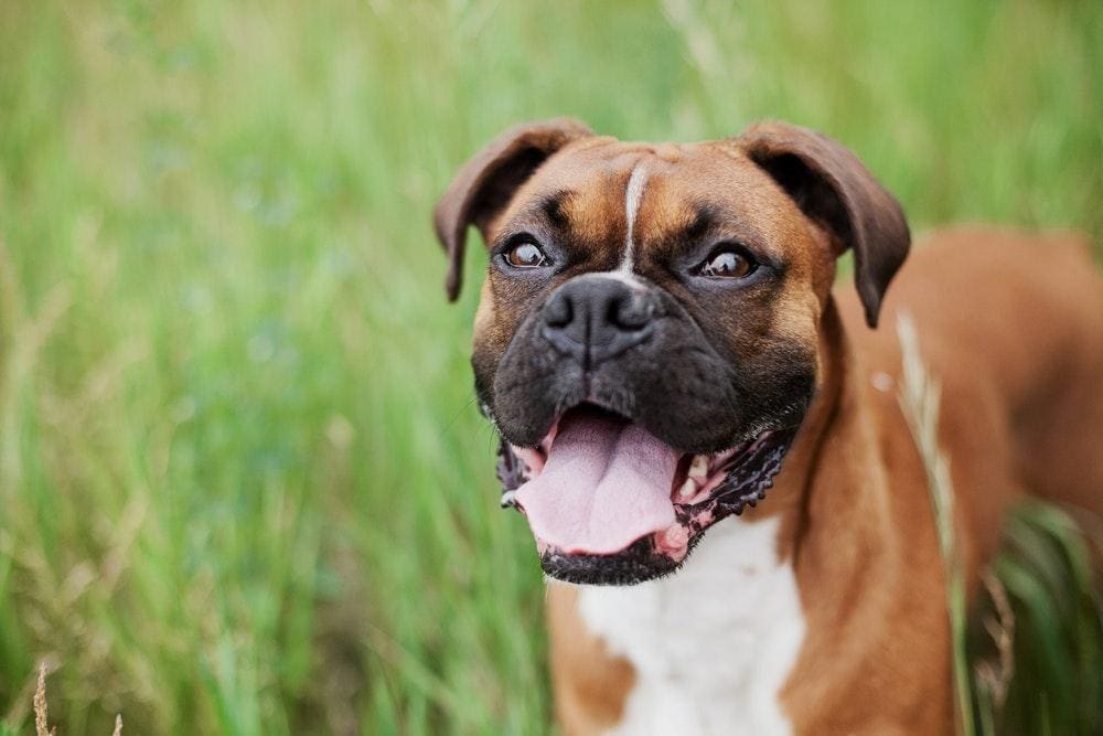 dog property management blog